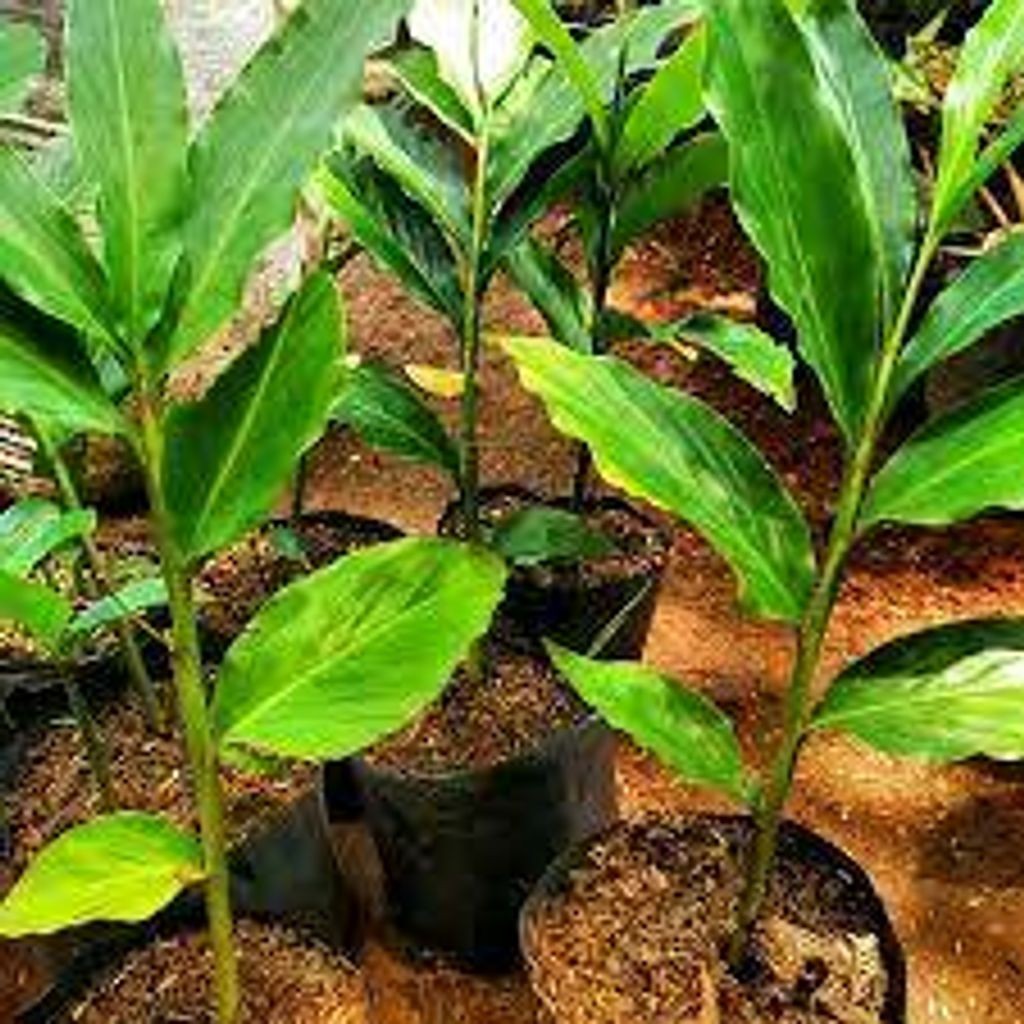 Sindo - Ginjer Kecombrang Live Plant 61TNTFZX8O