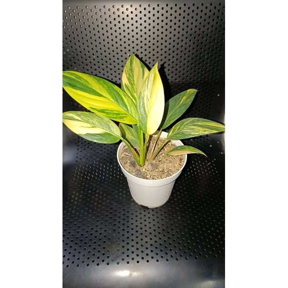 Scindapsus bornensis variegated