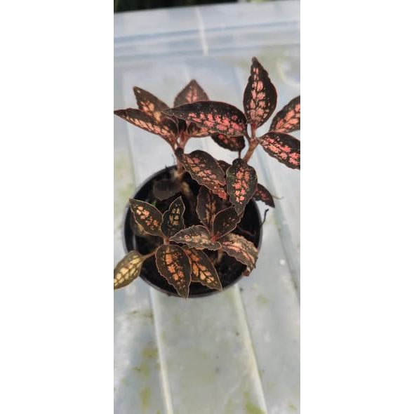 Cystorchis sp Papua Red Type Rare Jewel Orchid Premium Plant