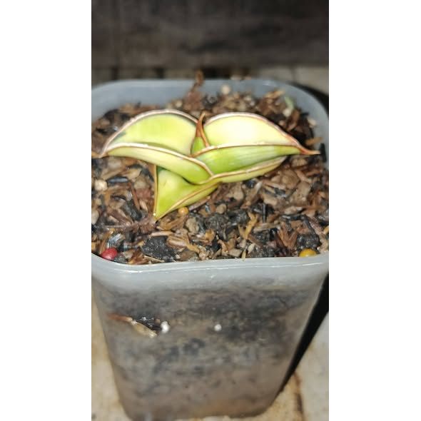 SANSEVIERIA RORIDA VARIEGATED