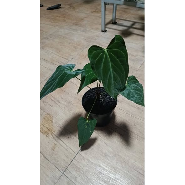 Anthurium papillilaminum Legend