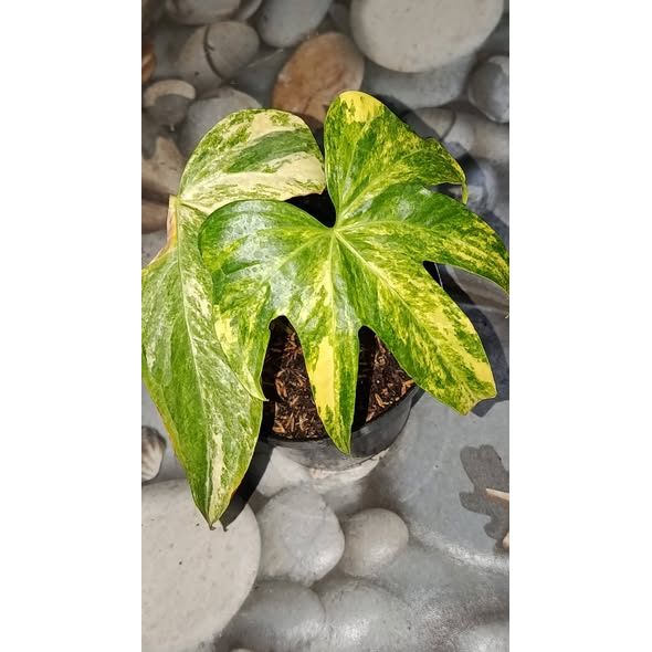 Anthurium pedatoradiatum