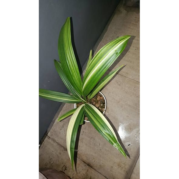 Cyrtostachys Renda White Variegated Rare Premium Palm Plant