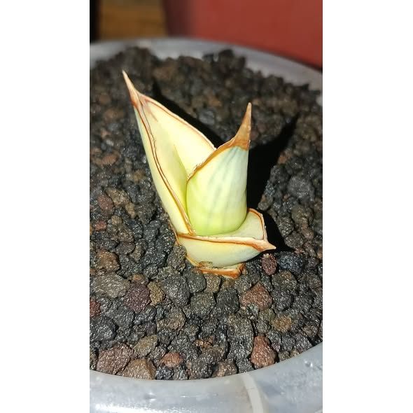 Sansevieria Banana Blue Variegated Rare Premium Snake Plant