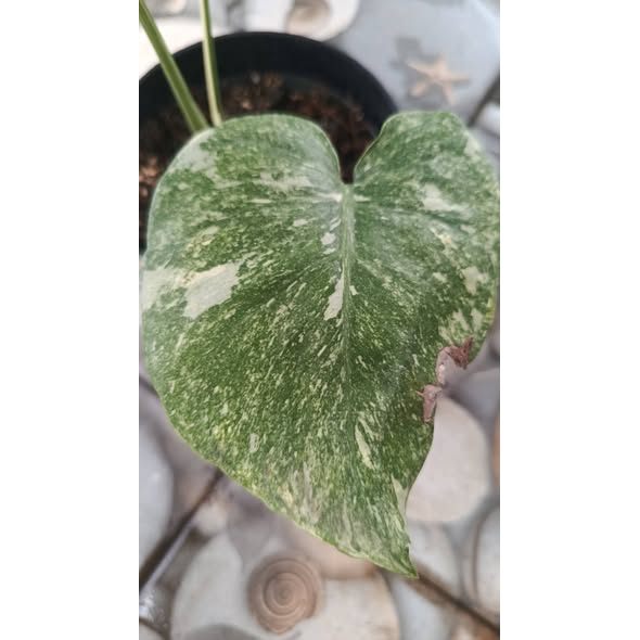 Monstera Deliciosa Green Snow Rare Premium Plant