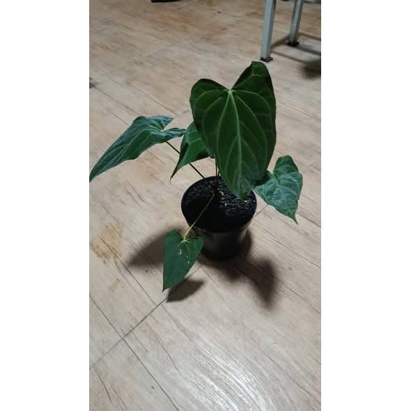 Anthurium papillilaminum Legend