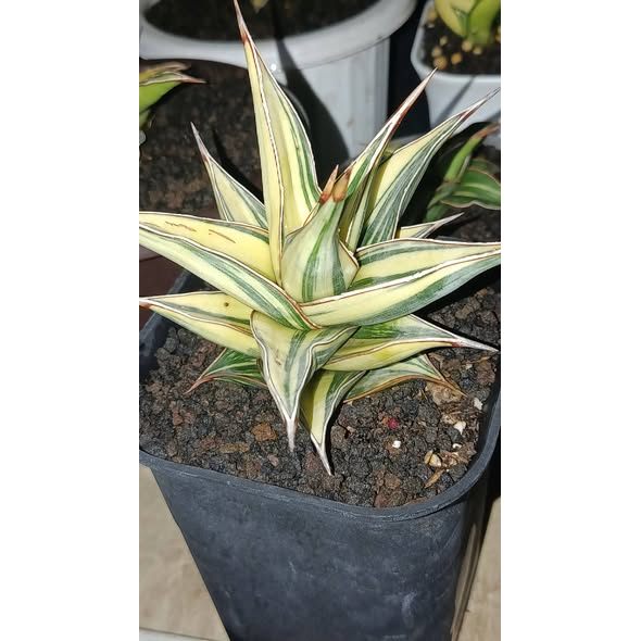 Sansevieria Pinguicula Variegated Rare Premium Snake Plant