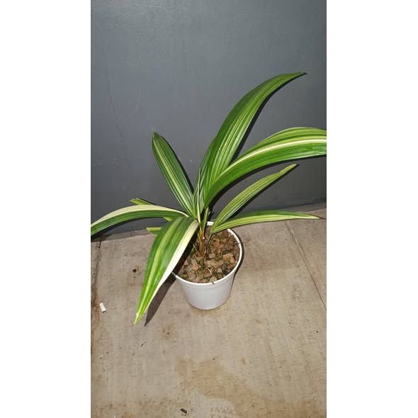 Cyrtostachys Renda White Variegated Rare Premium Palm Plant