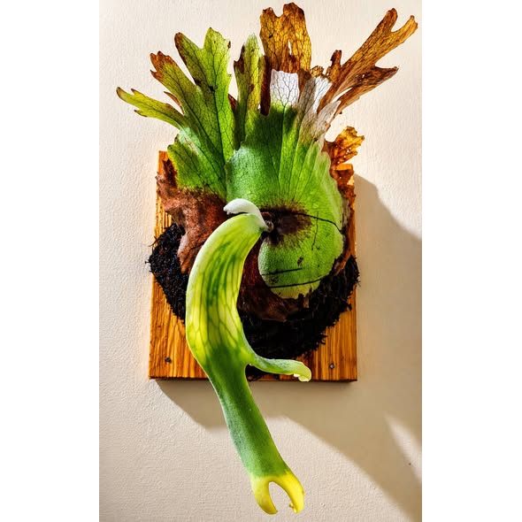 Sindo - Platycerium Willinckii Variegata | Rare Variegated Staghorn Fern (Small Size)