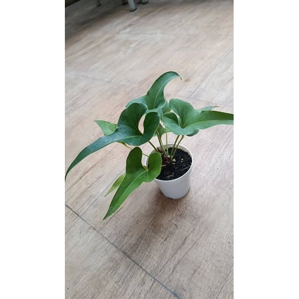 Anthurium Brownii Dwarf Rare Compact Tropical Plant
