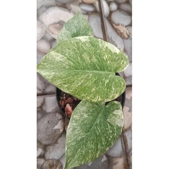 Monstera Deliciosa Green Snow Rare Variegated Premium Plant