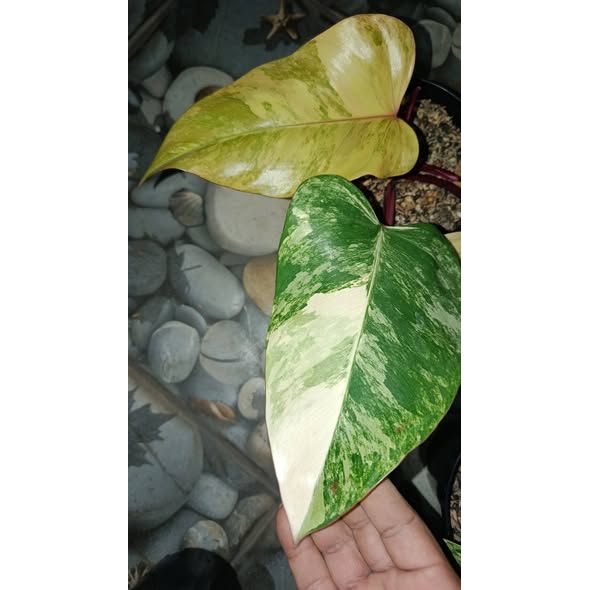 Bundle 3 Pot Philodendron Strawberry Shake