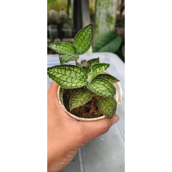 Cystorchis sp. Papua (Green Type)