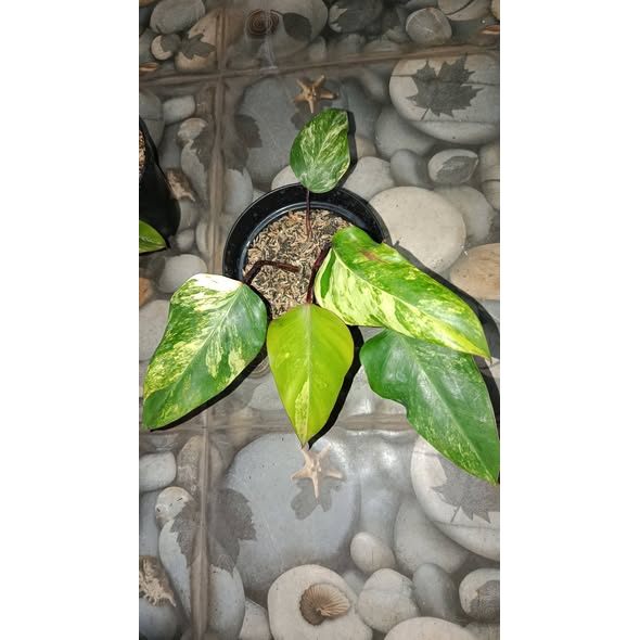 Bundle 3 Pot Philodendron Strawberry Shake