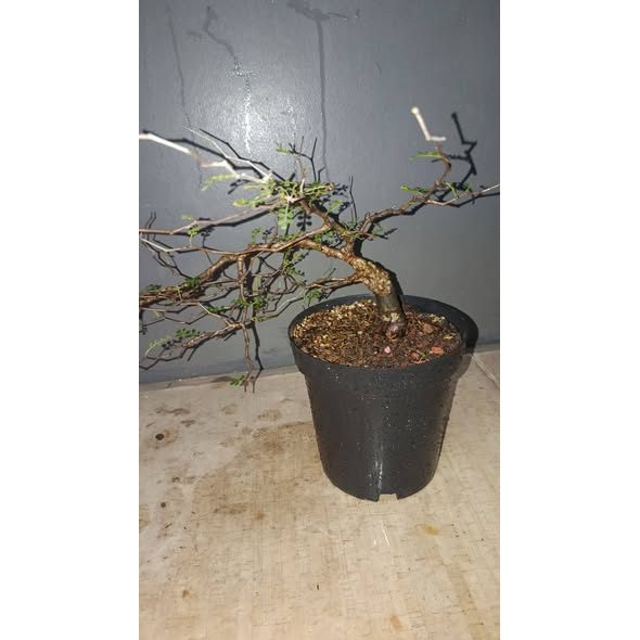 Operculicarya Pachypus Rare Bonsai Caudex Premium Plant