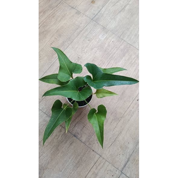 Anthurium Brownii Dwarf Rare Compact Tropical Plant