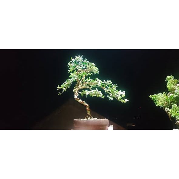 Serissa Variegata Rare Bonsai Premium Plant