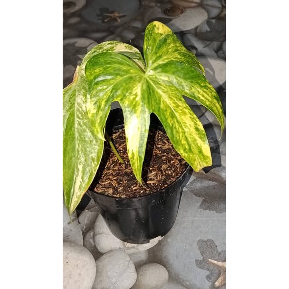 Anthurium pedatoradiatum