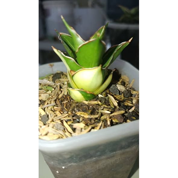 Sansevieria Tower Variegata Rare Premium Snake Plant