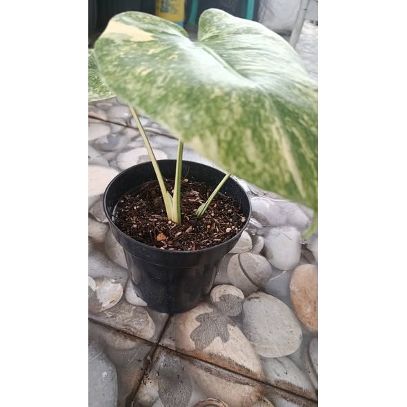Monstera Deliciosa Green Snow Rare Premium Plant