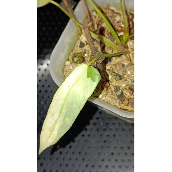 Philodendron Leland Miyano Variegated Rare Premium Plant