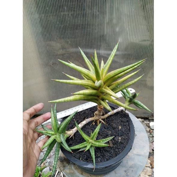 Sansevieria Ballyi Star