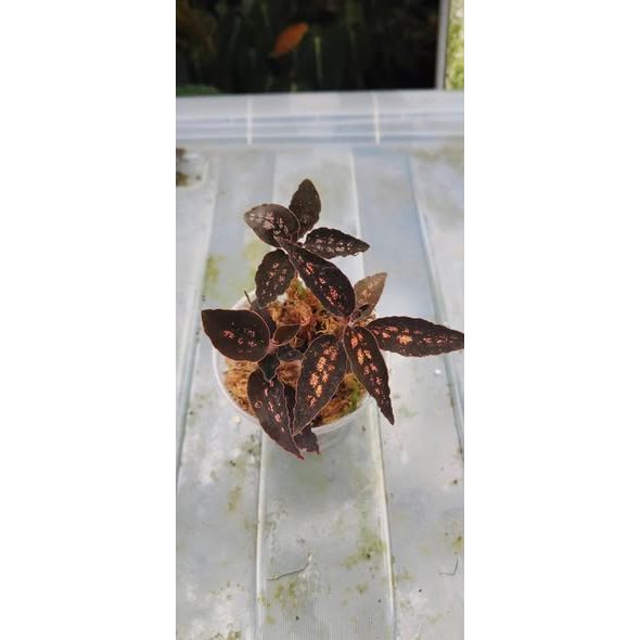 Cystorchis sp papua - Red type