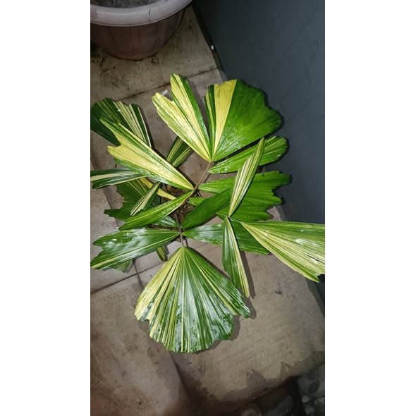 ARENGA PINNATA VARIEGATED