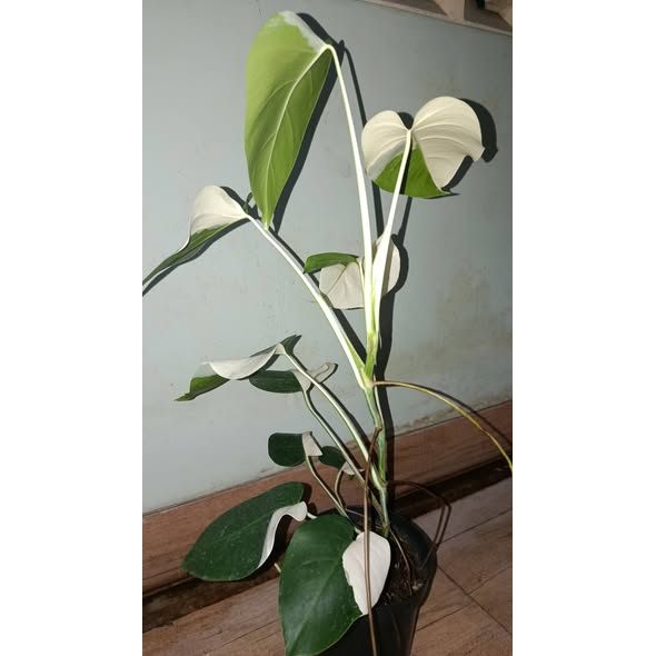 Monstera Albo Halfmoon Type Variegata Rare Premium Plant