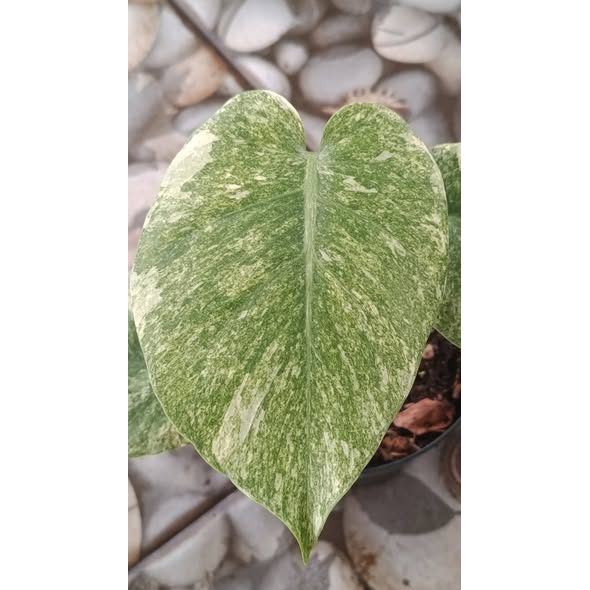 Monstera Deliciosa Green Snow Rare Variegated Premium Plant