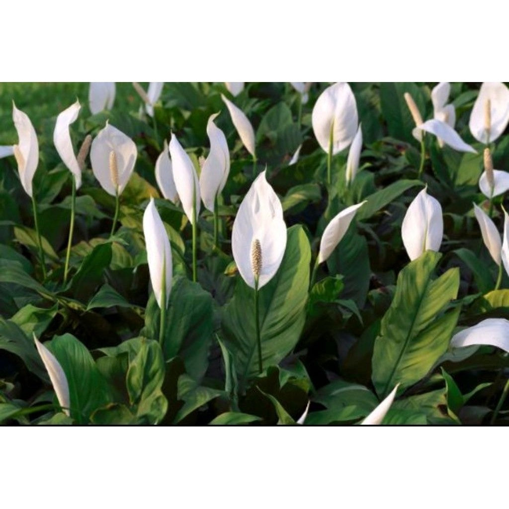 Peace Lily / 白鹤芋 / Lili Damai / पीस लिली – Air Purifying, Elegant Blooms, Low Maintenance, Indoor Friendly, Health Boost