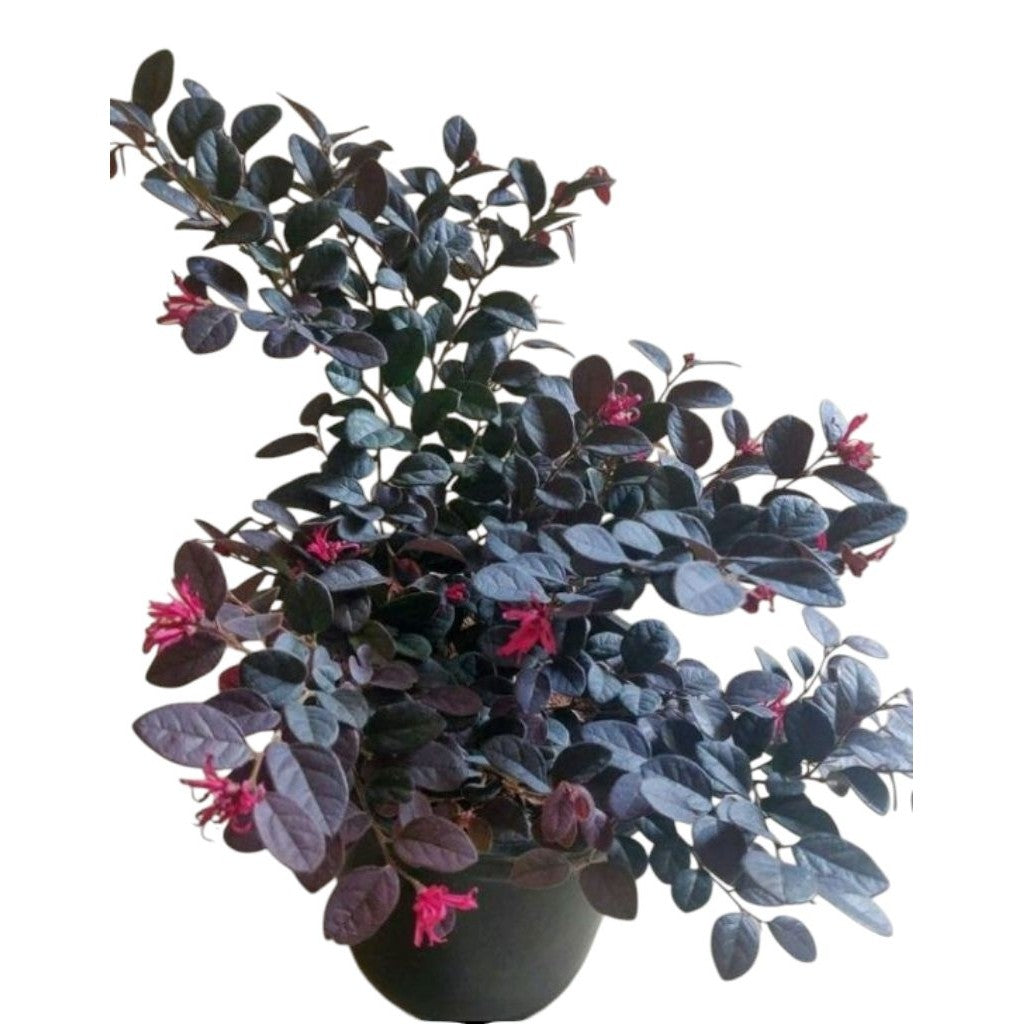 Cloropitalum / Bidara Ungu / 紫花茉莉 / जामुनी बिदारा – Herbal, Medicinal, Easy Care, Fast Growing, Air Purifying – LIVE PLA