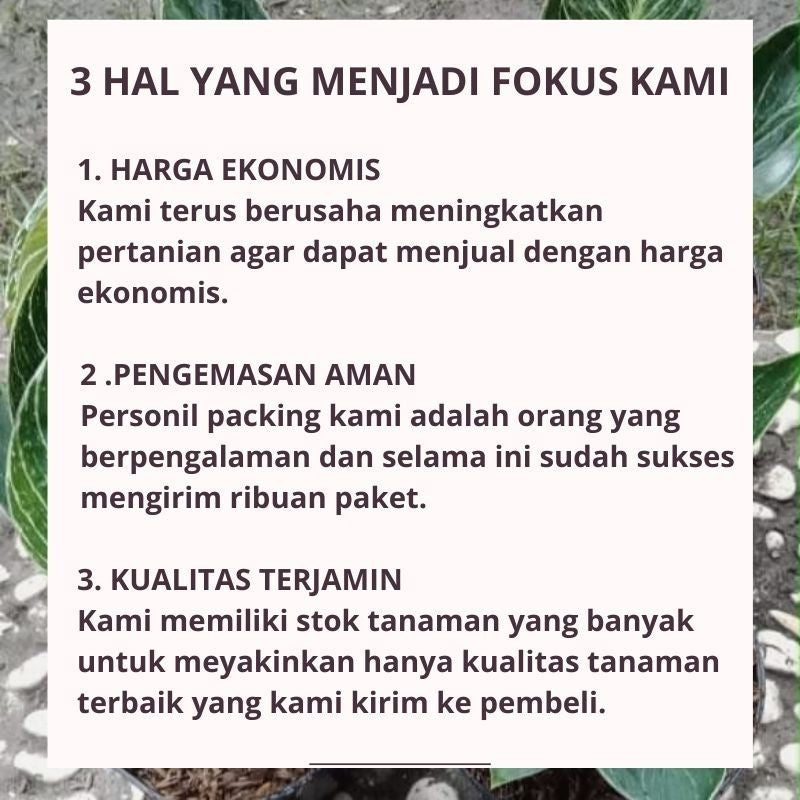 Aglaonema Snow White / 雪白银皇后 / Aglonema Putih / स्नो व्हाइट पौधा (Singapore: Snow White Aglaonema) – Elegant Foliage, Ai