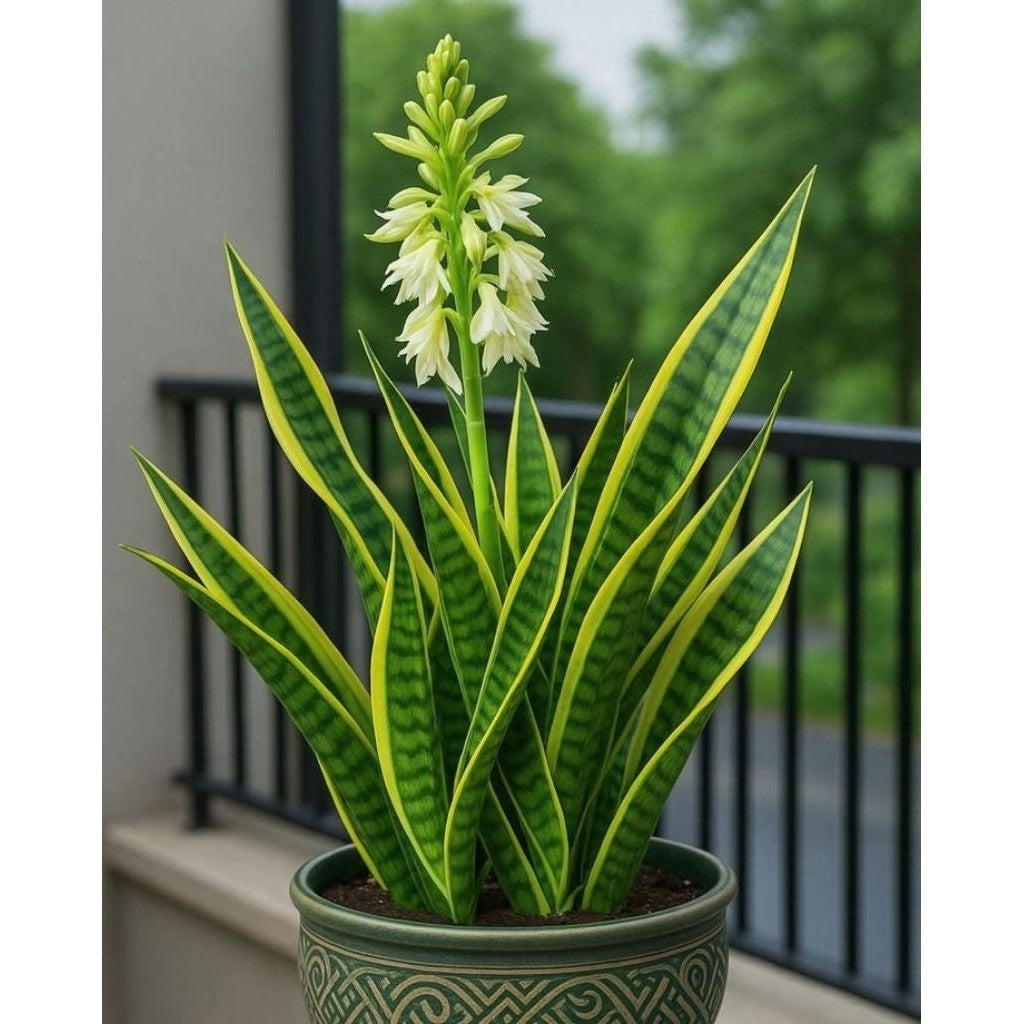 Snake Plant / 虎尾兰 / Lidah Mertua / सैंसेवियरिया – Air Purifying, Easy to Grow, Drought Tolerant, Low Light Friendly, Hea