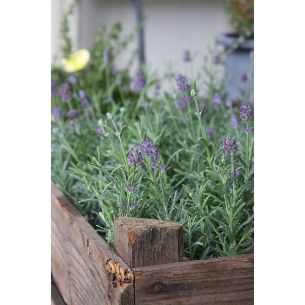 Lavender Plant / 薰衣草花 / Bunga Lavender / लैवेंडर पौधा – Fragrant, Mosquito Repellent, Easy Care, Air Purifying, Long Blo