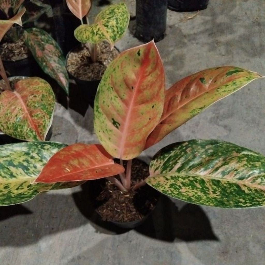 Aglaonema Big Roy / 红皇后万年青 / Pokok Aglonema Big Roy / अग्लोनेमा बिग रॉय पौधा (Singapore: Big Roy Aglaonema Plant) – Vibr