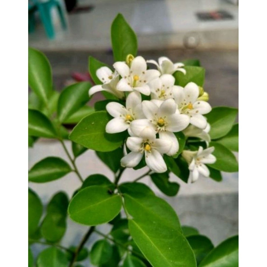 Bunga Kemuning / Orange Jasmine / 月橘花 / Bunga Kemuning Herbal / कमुनिंग फूल – Fragrant, Medicinal, Air Purifying, Easy G