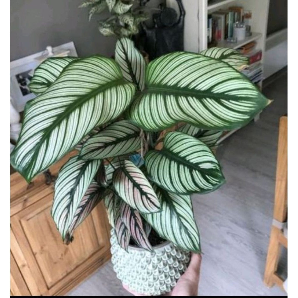 Calathea Ornata White Stripe / 卡拉地亚白纹草 / Kalatea Ornata Jalur Putih / कलाथिया ऑर्नाटा – Air Purifying, Elegant Leaves, S