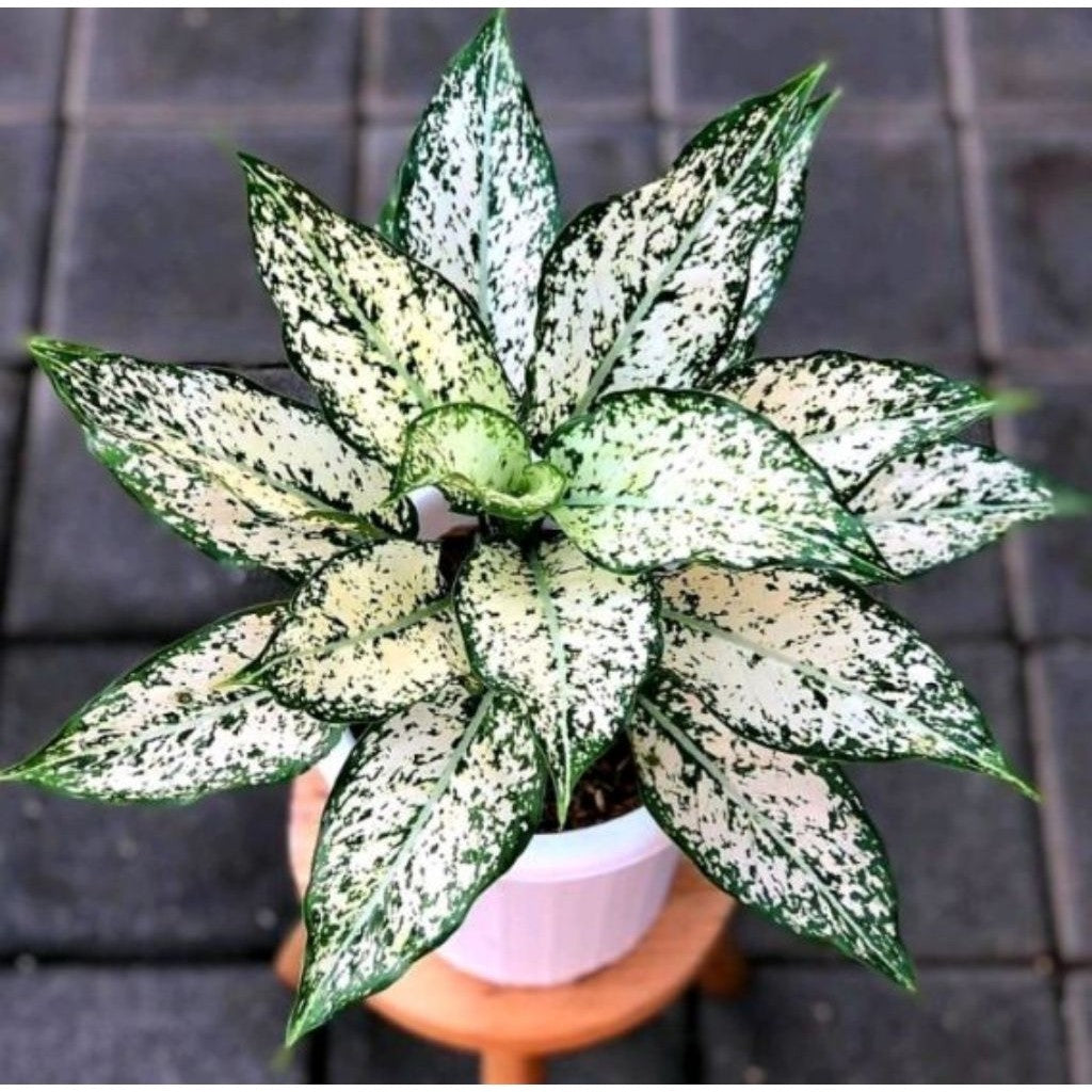 Aglaonema Snow White / 白雪粗肋草 / Aglonema Putih Salju / अग्लोनेमा स्नो वाइट – Air Purifying, Elegant Foliage, Easy to Grow