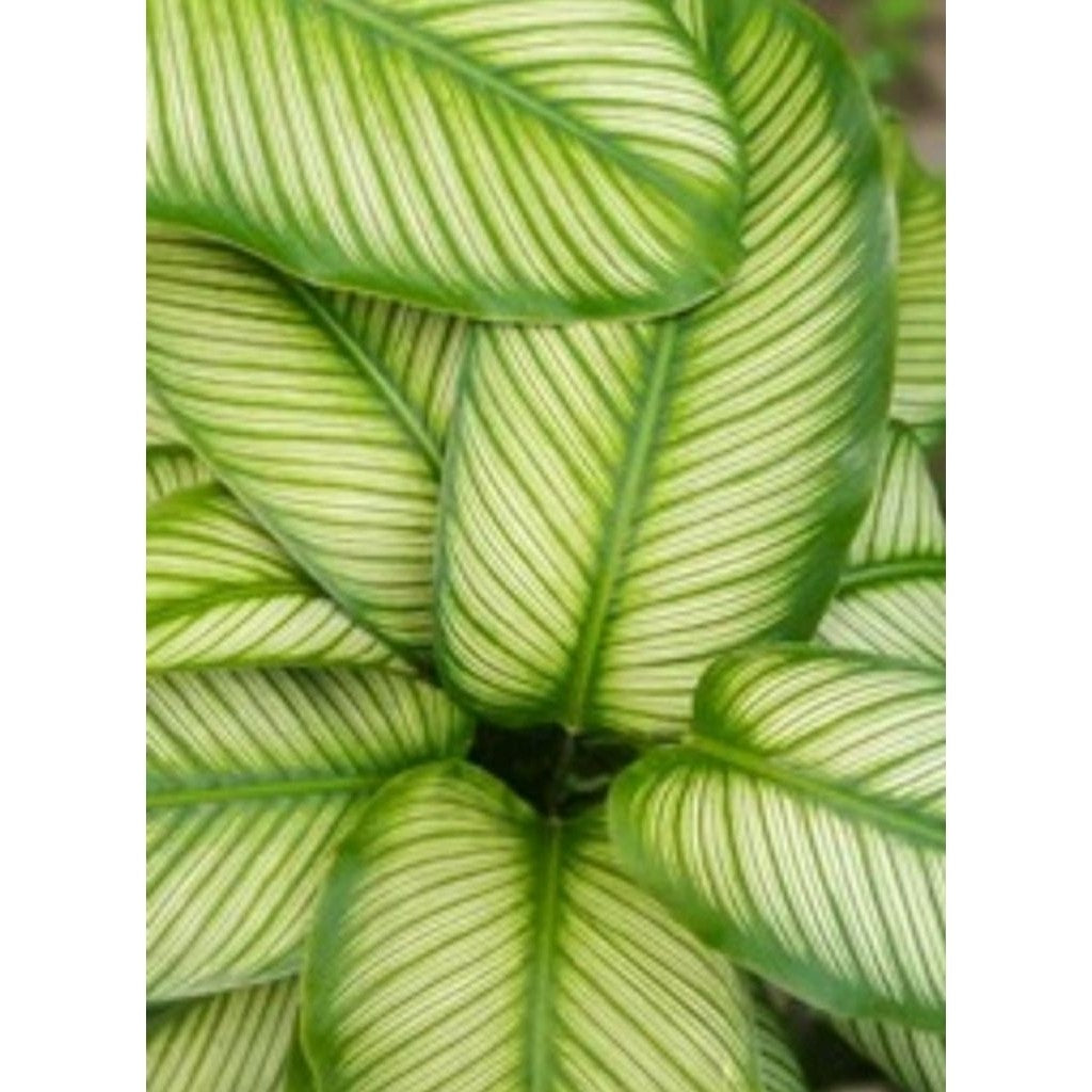 Calathea Ornata White Stripe / 卡拉地亚白纹草 / Kalatea Ornata Jalur Putih / कलाथिया ऑर्नाटा – Air Purifying, Elegant Leaves, S