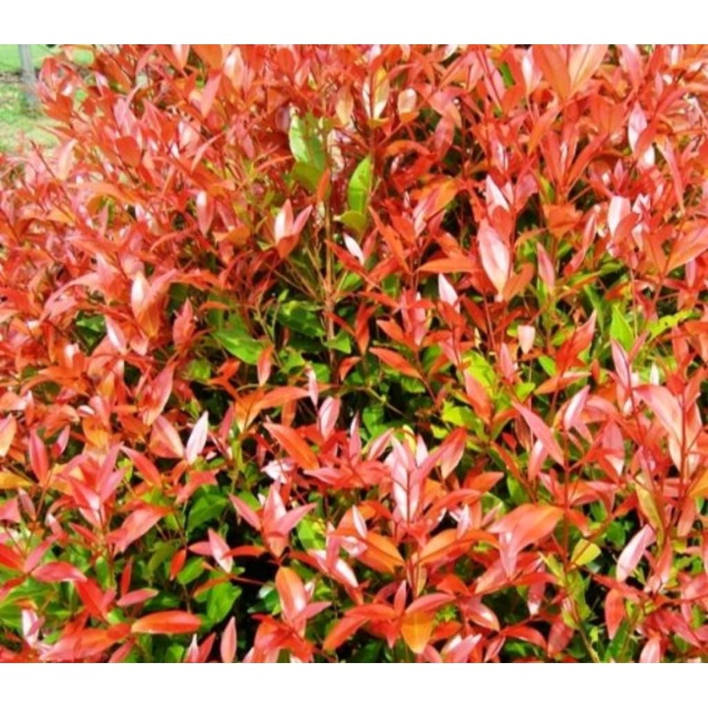 Red Shoot Plant / 红叶柳 / Pucuk Merah / लाल पत्तों वाला पौधा (Singapore: Red Tip Syzygium) – Colorful Leaves, Fast Growing
