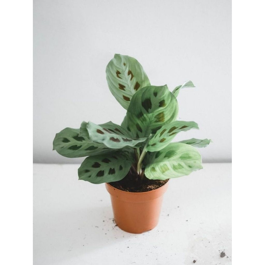 Calathea Meranti Levonero Totol / 斑点美人蕉 / Pokok Meranti Totol / कैलाथिया पौधा (Singapore: Calathea Leopardina) – Air Pur