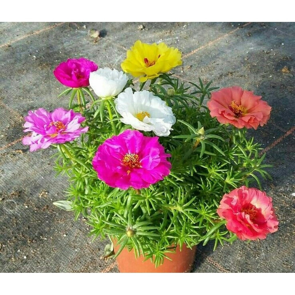 Mossrose Double Flower / 马齿苋花 / Krokot Sutra Bombay / मॉस रोज पौधा (Singapore: Portulaca Grandiflora) – Colorful Blooms,