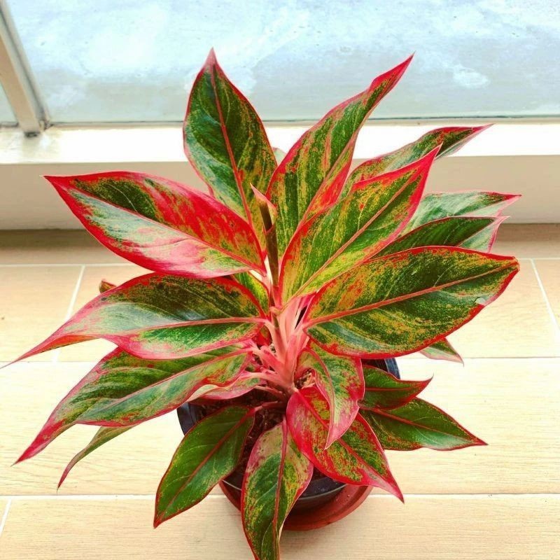 Aglonema Red Lipstick / 红口红粗肋草 / Lipstik Merah / लाल लिपस्टिक पौधा – Colorful, Air Purifying, Easy Care, Indoor Beauty,