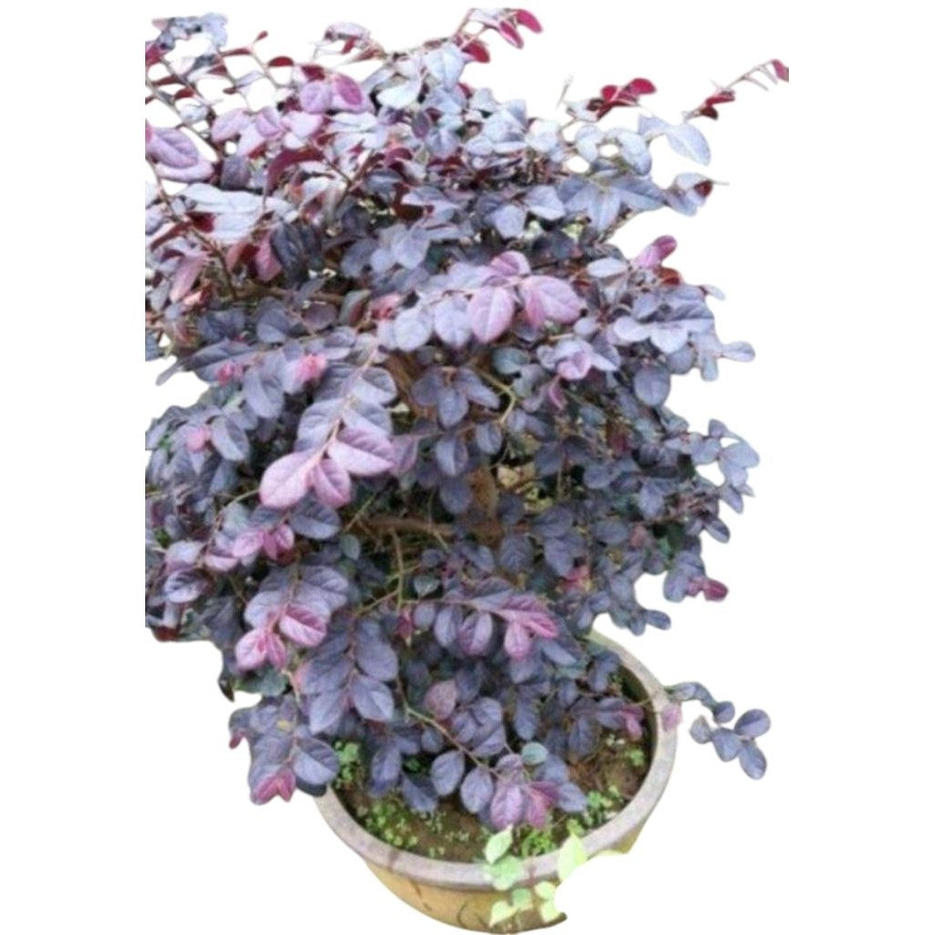 Cloropitalum / Bidara Ungu / 紫花茉莉 / जामुनी बिदारा – Herbal, Medicinal, Easy Care, Fast Growing, Air Purifying – LIVE PLA