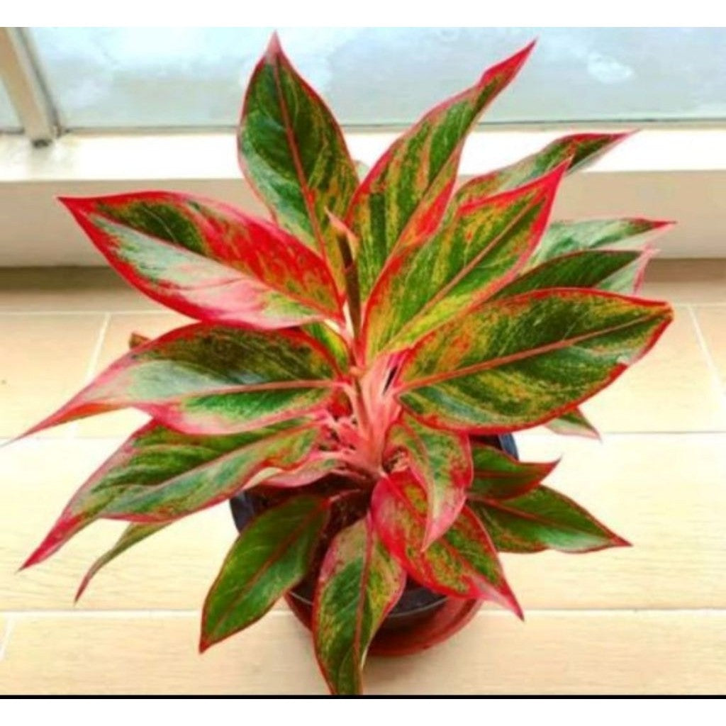 Aglonema Red Lipstick / 红口红粗肋草 / Lipstik Merah / लाल लिपस्टिक पौधा – Colorful, Air Purifying, Easy Care, Indoor Beauty,