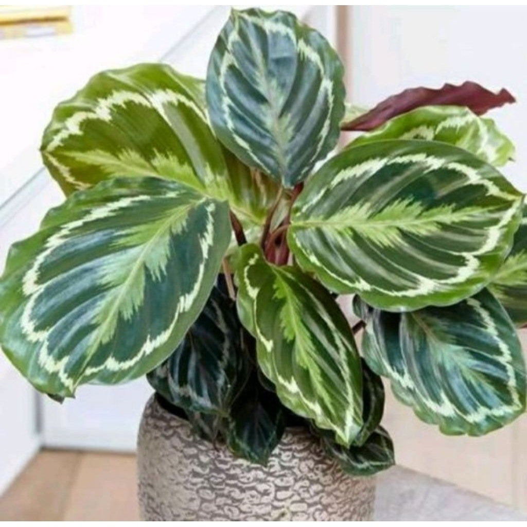 Calathea Silver Back / 银背竹芋 / Pokok Meranti Silver Back / चांदी कैलाथिया पौधा (Singapore: Calathea Silver Back) – Shiny