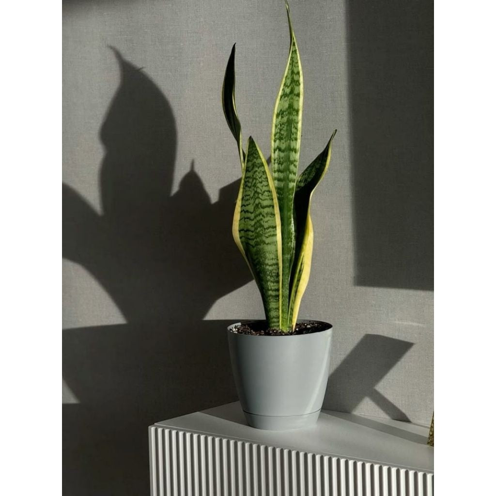 Snake Plant / 虎尾兰 / Lidah Mertua / सैंसेवियरिया – Air Purifying, Easy to Grow, Drought Tolerant, Low Light Friendly, Hea