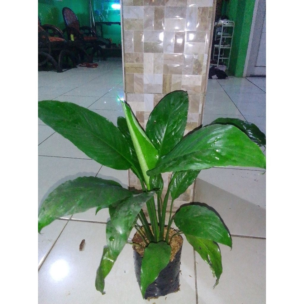 Peace Lily / 白鹤芋 / Lili Damai / पीस लिली – Air Purifying, Elegant Blooms, Low Maintenance, Indoor Friendly, Health Boost