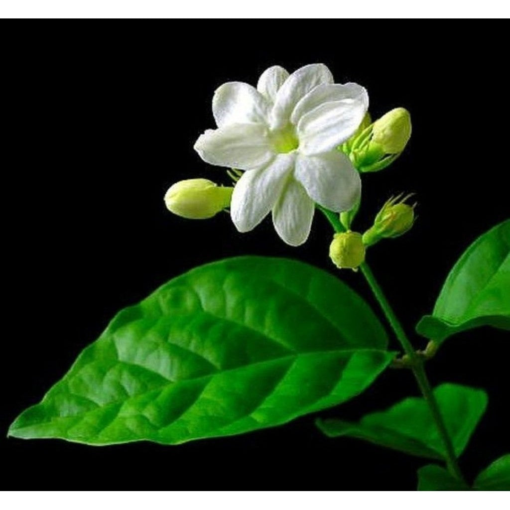 Arabian Jasmine / 茉莉花 / Melati Wangi Kampung / चमेली का फूल – Fragrant Blooms, Easy to Grow, Long Flowering, Tropical Ha